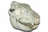 Fossil Oreodont (Merycoidodon) Skull - South Dakota #355528-4